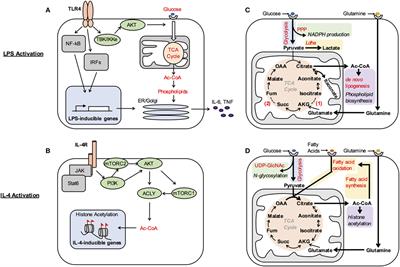 Metabolism Supports Macrophage Activation